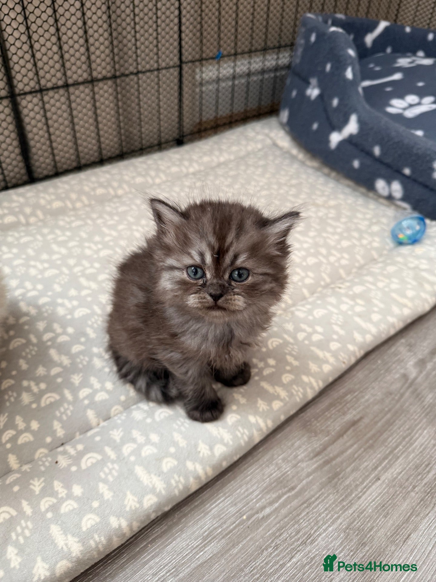 Persian cats Last female remaining-Chinchilla Persian Kittens - Advert 5