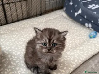 Persian cats Last female remaining-Chinchilla Persian Kittens - Advert 5
