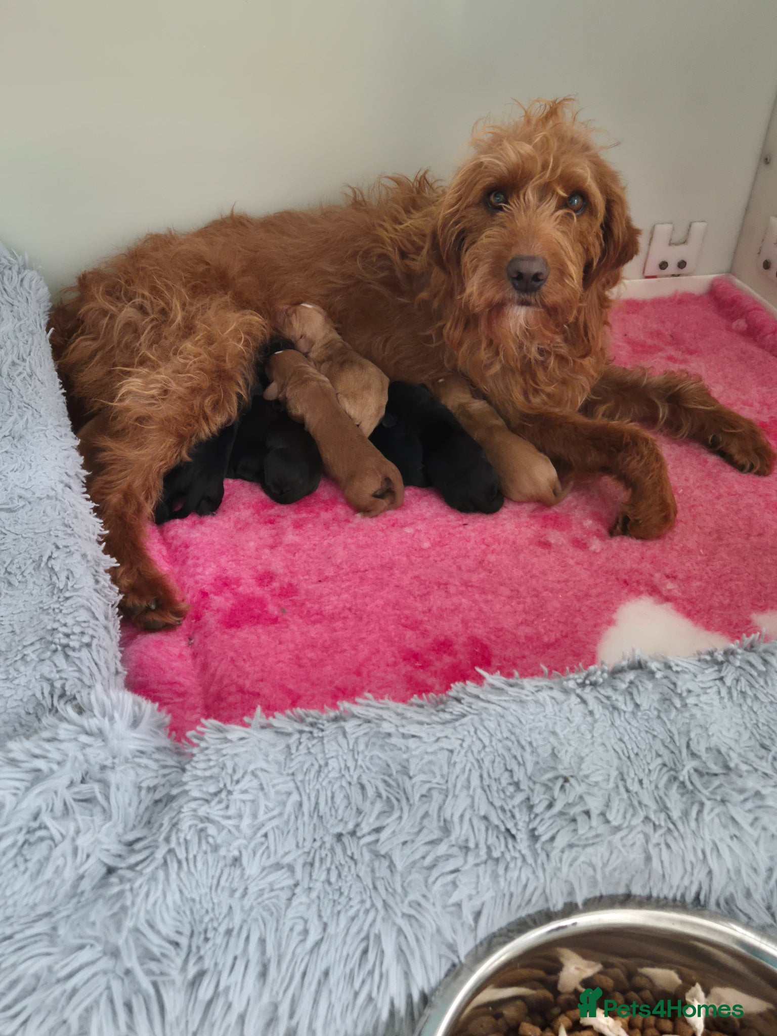 Mixed Breed dogs Labradoodle Puppies 🐶  - Advert 1