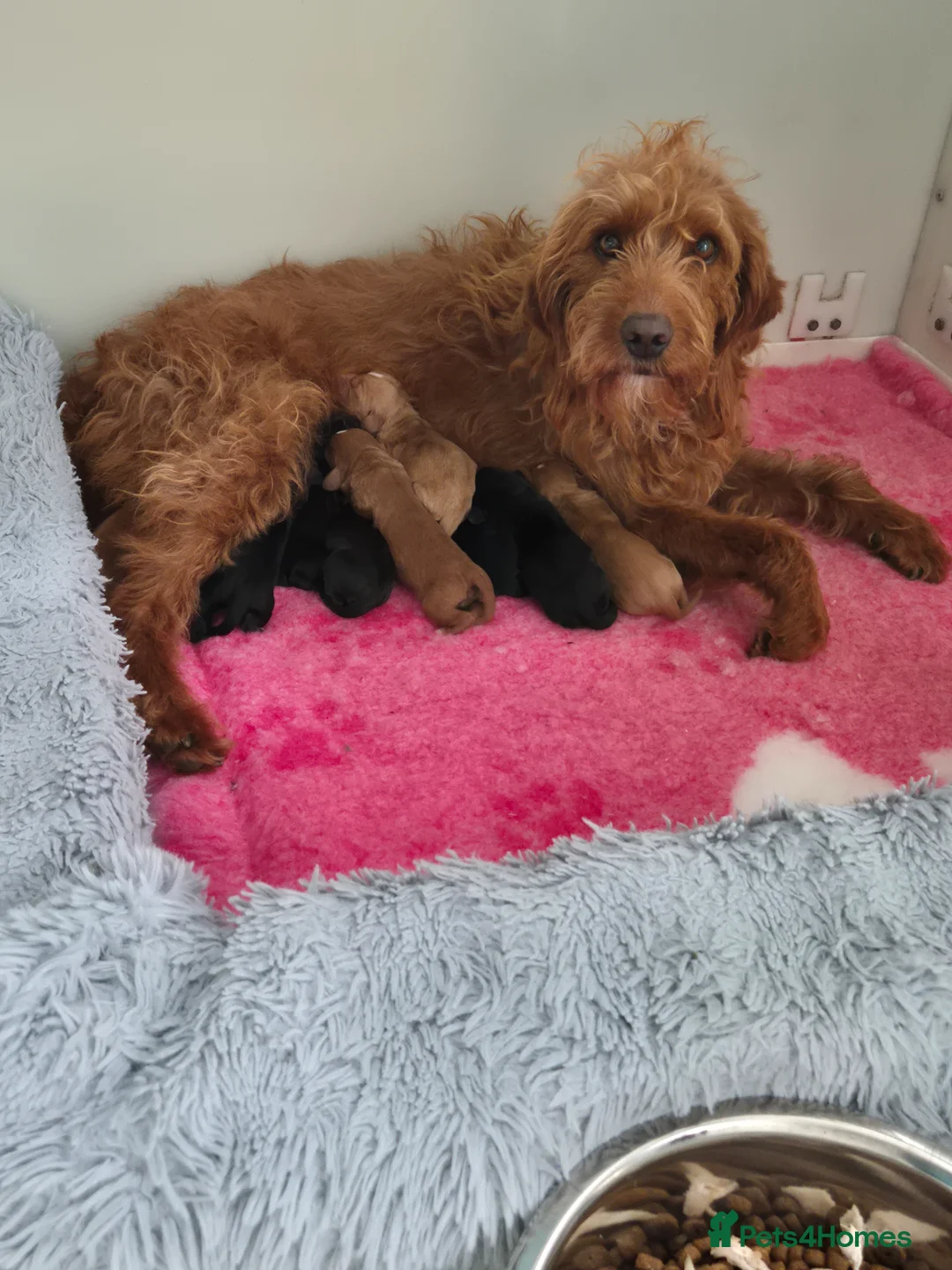 Mixed Breed dogs for sale: Labradoodle Puppies 🐶  in Wisbech - Advert 1