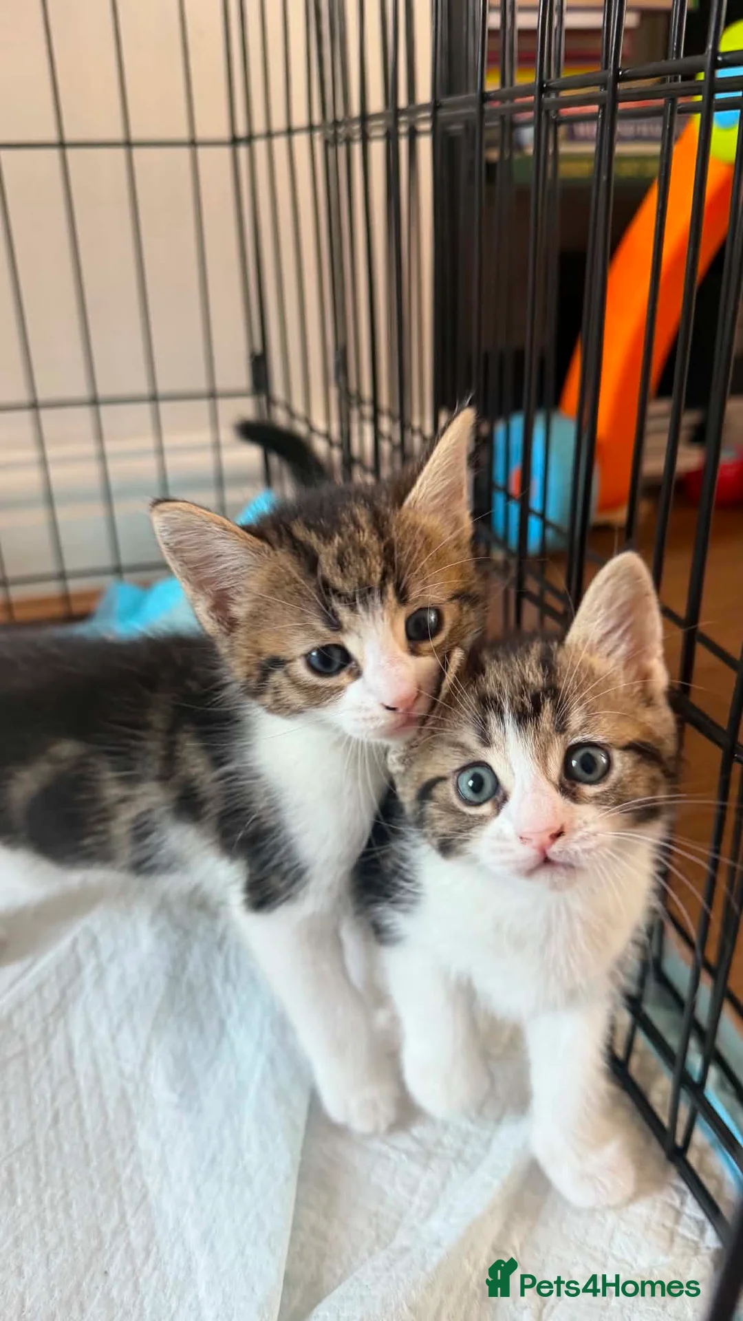 Mixed Breed cats for sale: Kittens for sale  - Advert 2