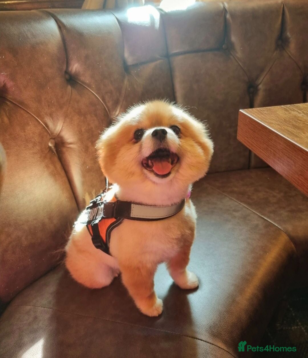 Pomeranian dogs Posh poms reservations! 🐾 🐾 🐾 🐾  - Advert 2