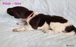 German Shorthaired Pointer dogs for sale: German Shorthaired Pointer/Irish Setter-Poinsetter - Image 18