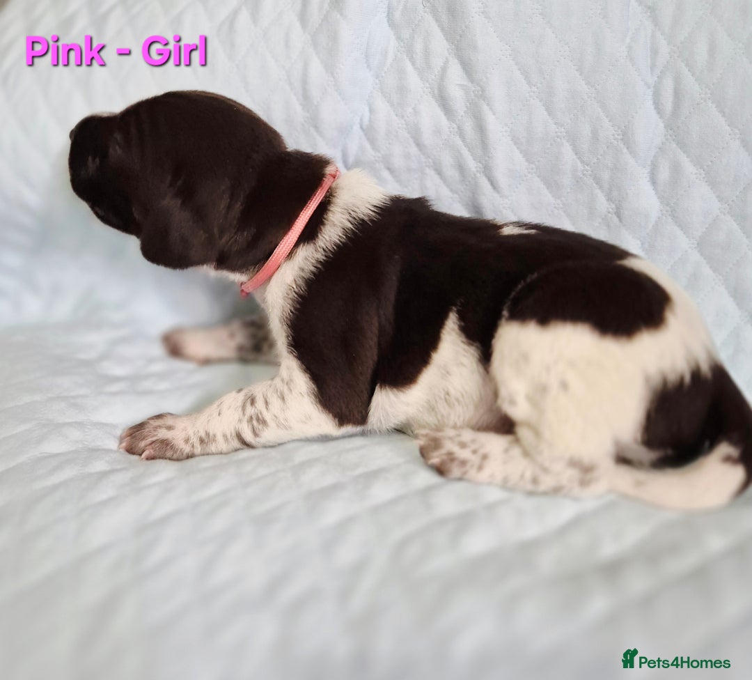 German Shorthaired Pointer dogs for sale: German Shorthaired Pointer/Irish Setter-Poinsetter - Image 18