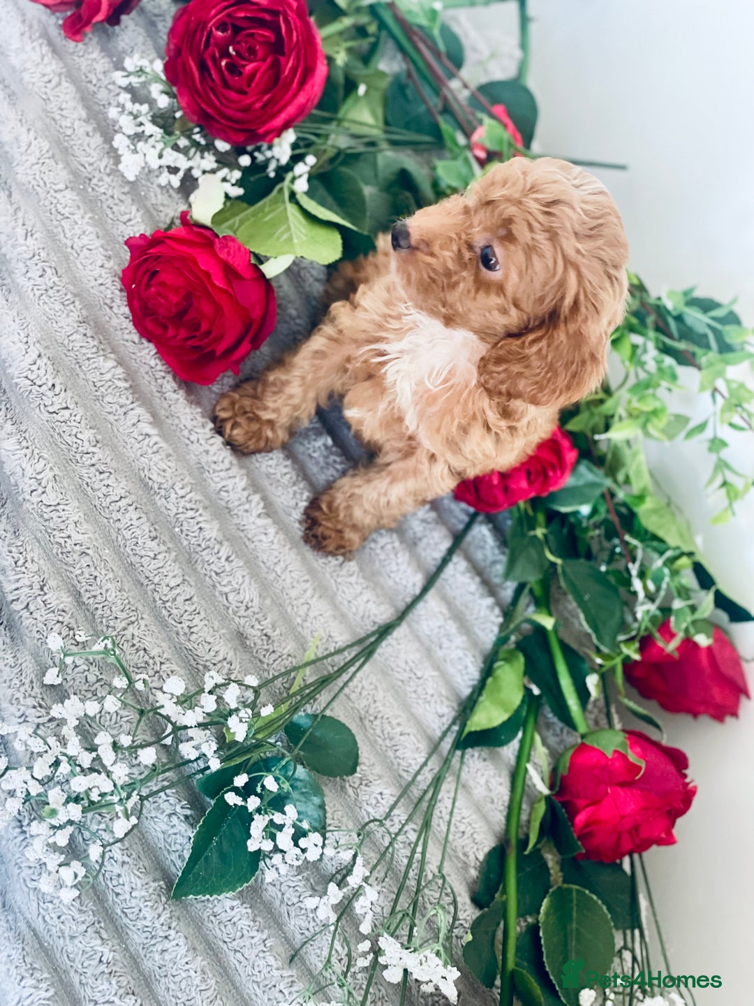 Cavapoo dogs for sale: 🐶 Beautiful F1B Cavapoo Puppies for Sale 🐶 - Image 13