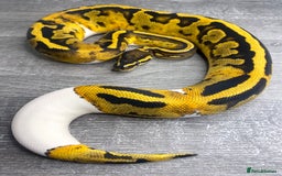 Python Snake reptiles for sale: 0.1 YB Pied 100% Het Hypo & 1.0 Pied Het Hypo - Image 5
