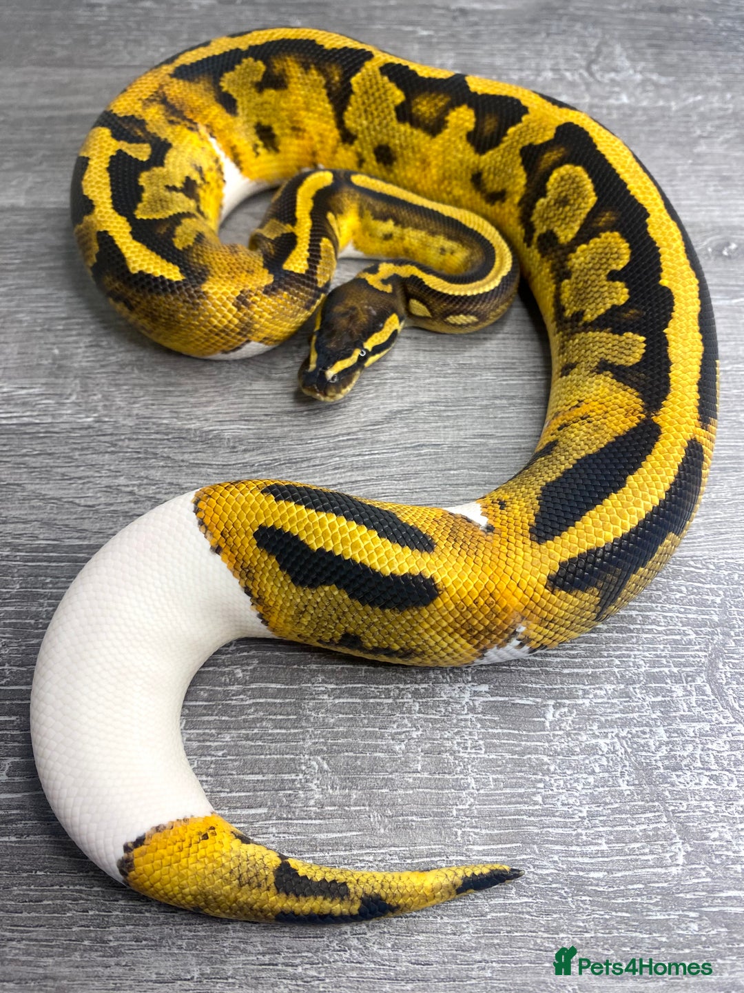 Python Snake reptiles for sale: 0.1 YB Pied 100% Het Hypo & 1.0 Pied Het Hypo - Image 5