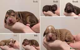 Cocker Spaniel dogs for sale: Kc Reg - Working Cocker Spaniel Puppies DNA Tested - Advert 1