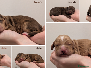 Cocker Spaniel dogs Kc Reg - Working Cocker Spaniel Puppies DNA Tested - Advert 5