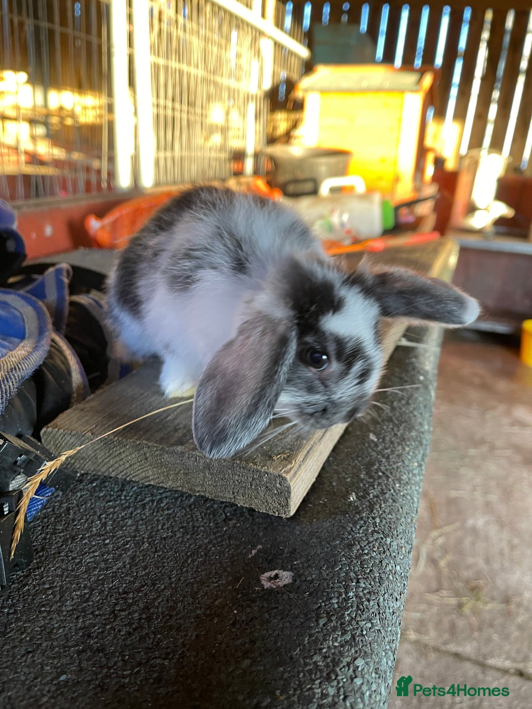 Mini Lop rabbits for sale: 4 lovely mini lop rabbits - Advert 5