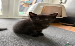 Mixed Breed cats for sale: Kittens for sale  - Image 3