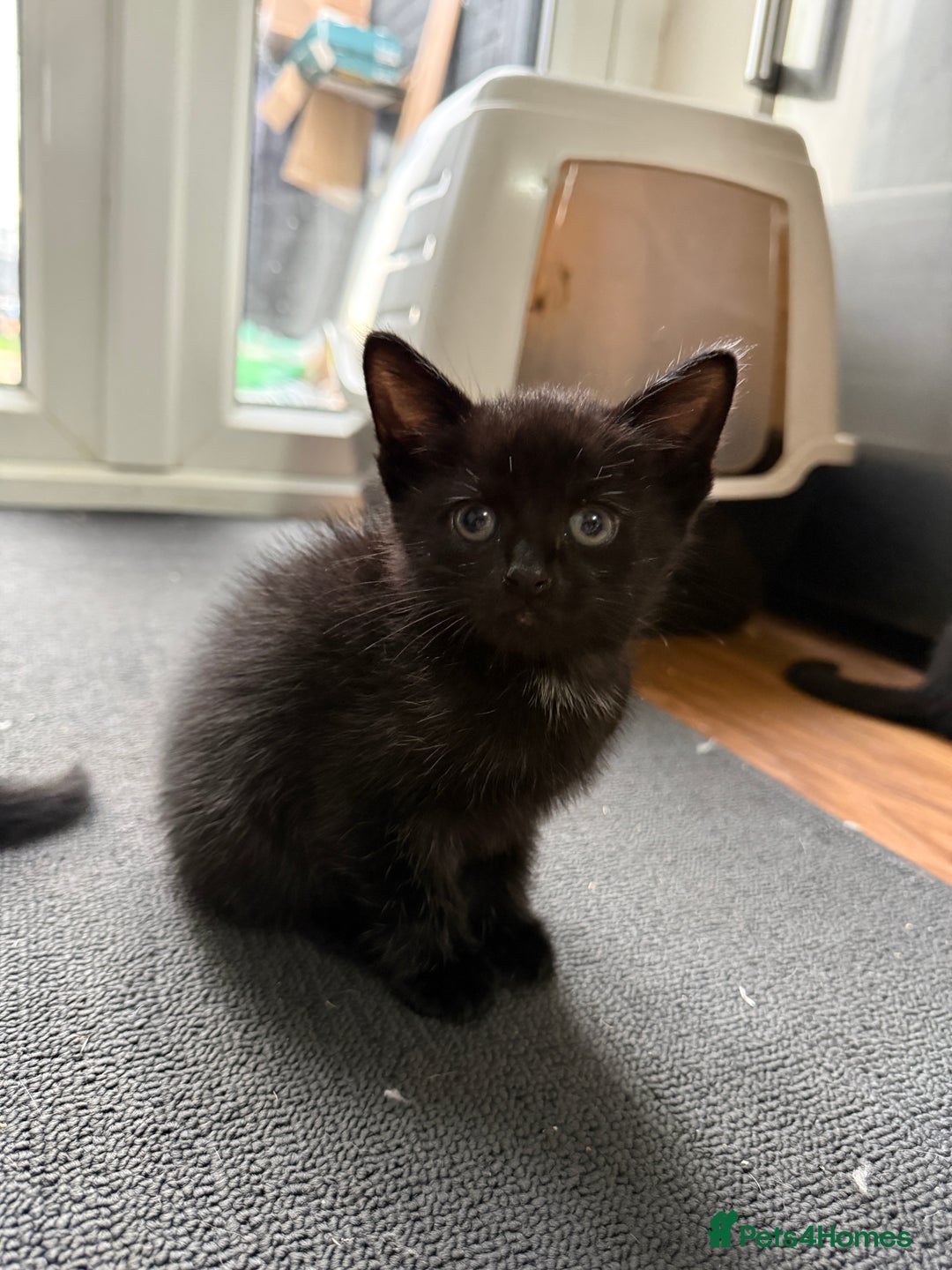 Mixed Breed cats for sale: Kittens for sale  - Image 3