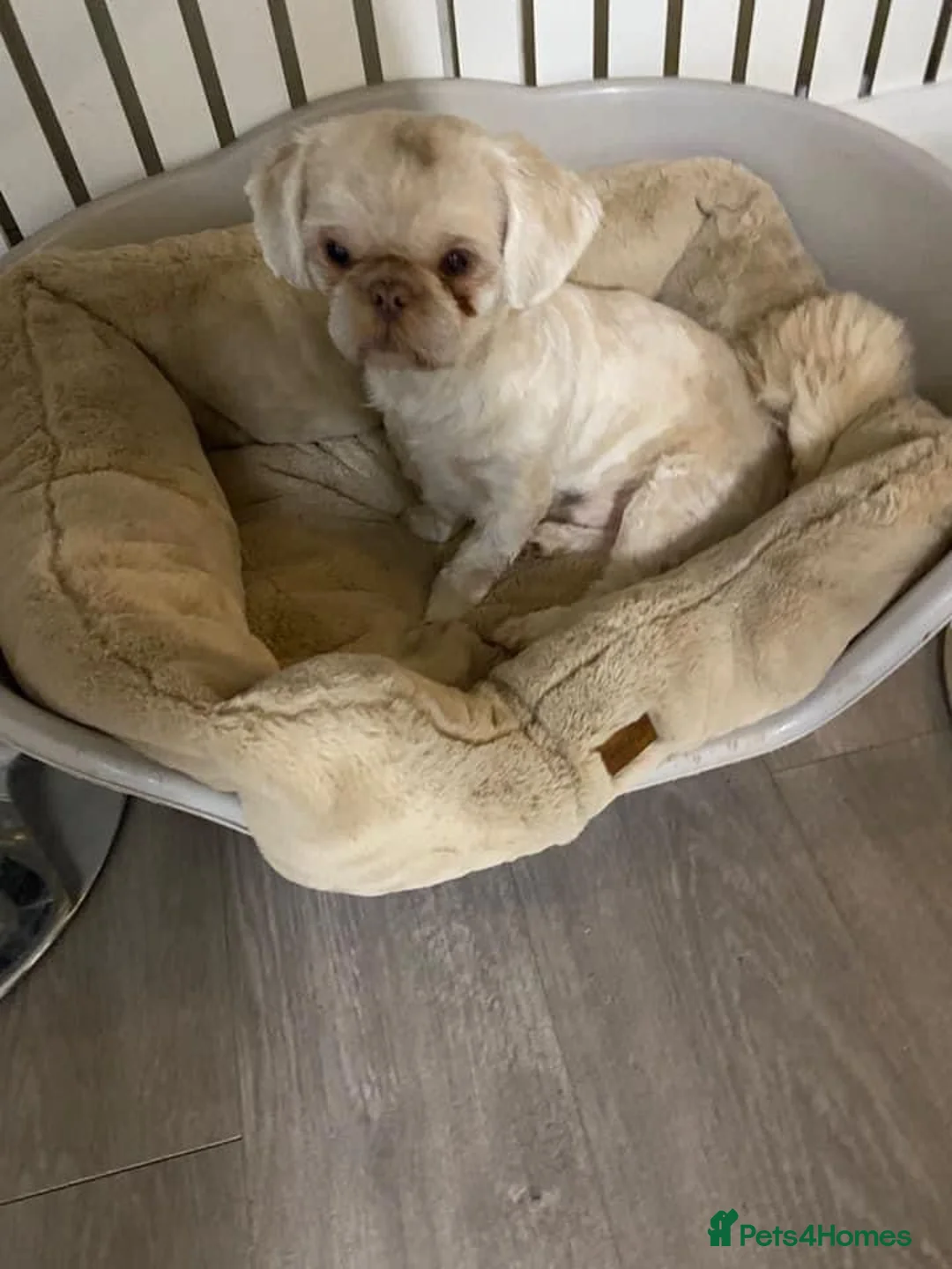 Shih Tzu dogs for stud: Gorgeous stud dog  - Advert 3