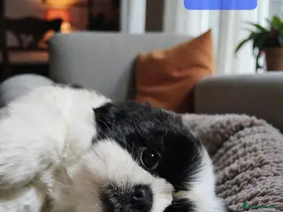 Shih Tzu dogs 💞 QUALITY STANDARD SHIH TZU 💞 - Advert 3