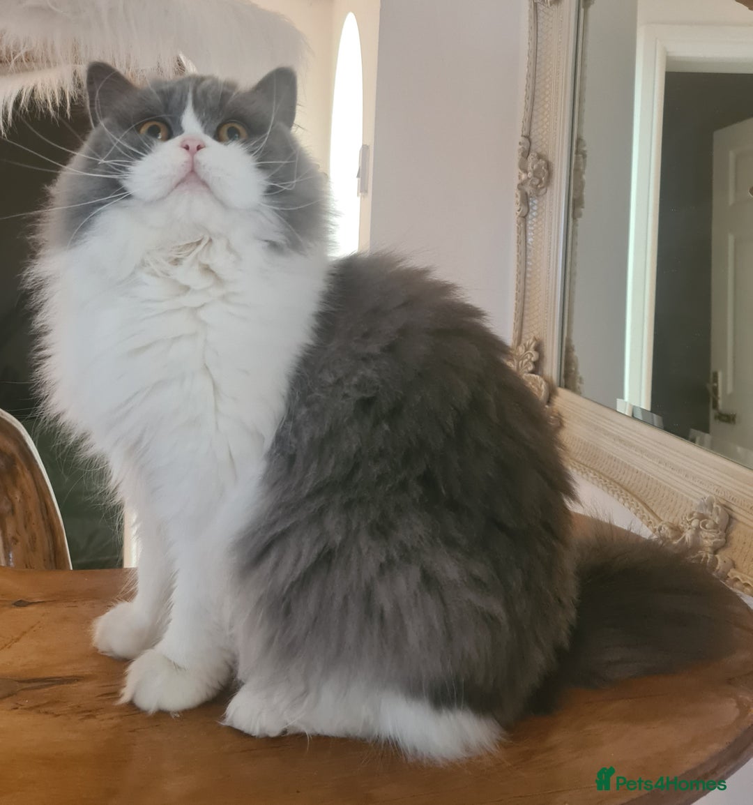 British Longhair cats for sale: Tica registered British Longhair Lady Rehome - Image 2
