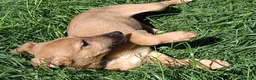 Lurcher dogs for sale: Last Outstanding male Lurcher Puppy - Advert 15