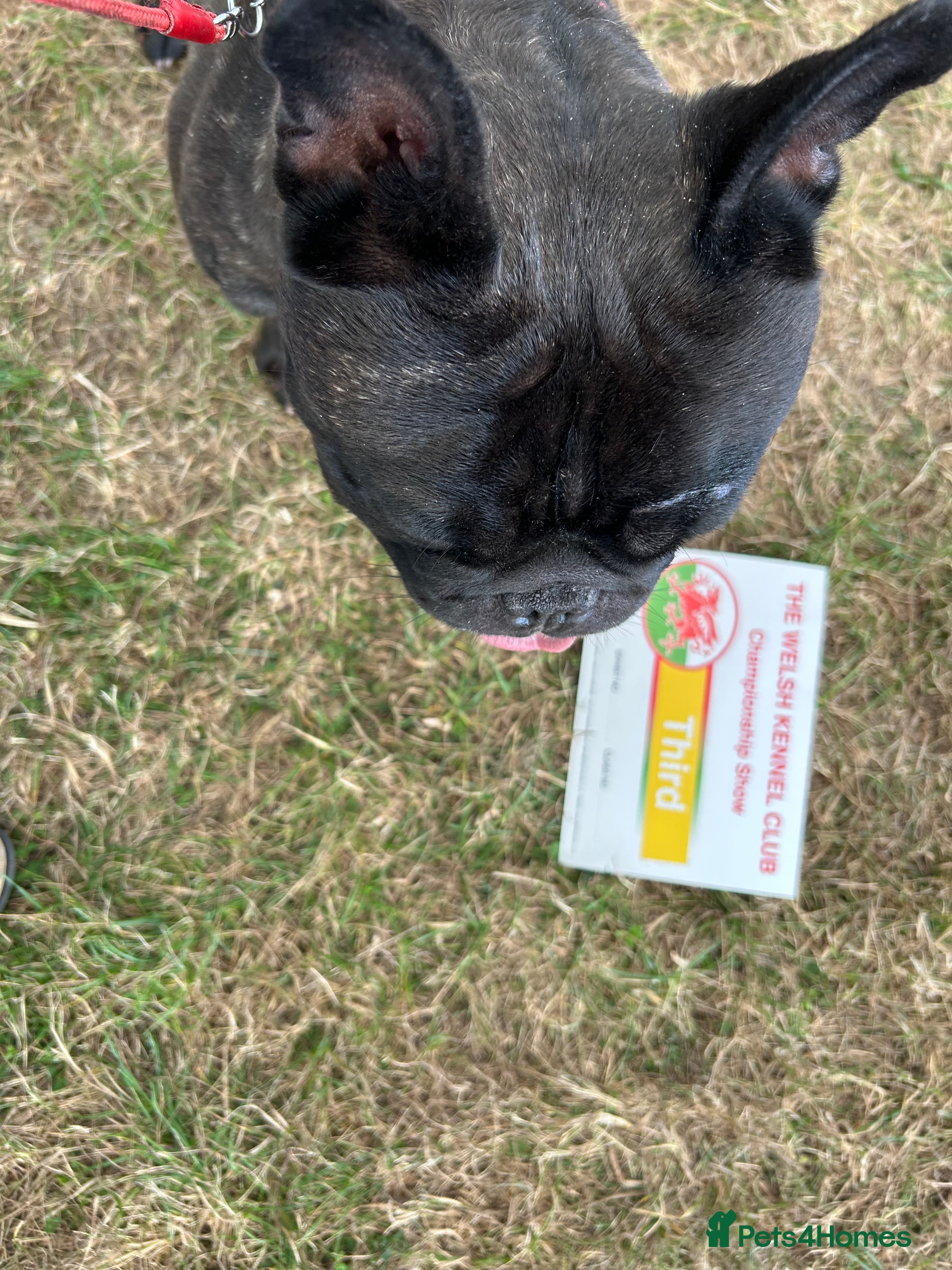 French Bulldog dogs KC SILVER HEALTH TESTED CRUFTS QUALIFIED STUD - Advert 12