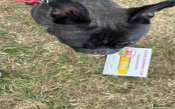 French Bulldog dogs for stud: KC SILVER HEALTH TESTED CRUFTS QUALIFIED STUD - Image 1