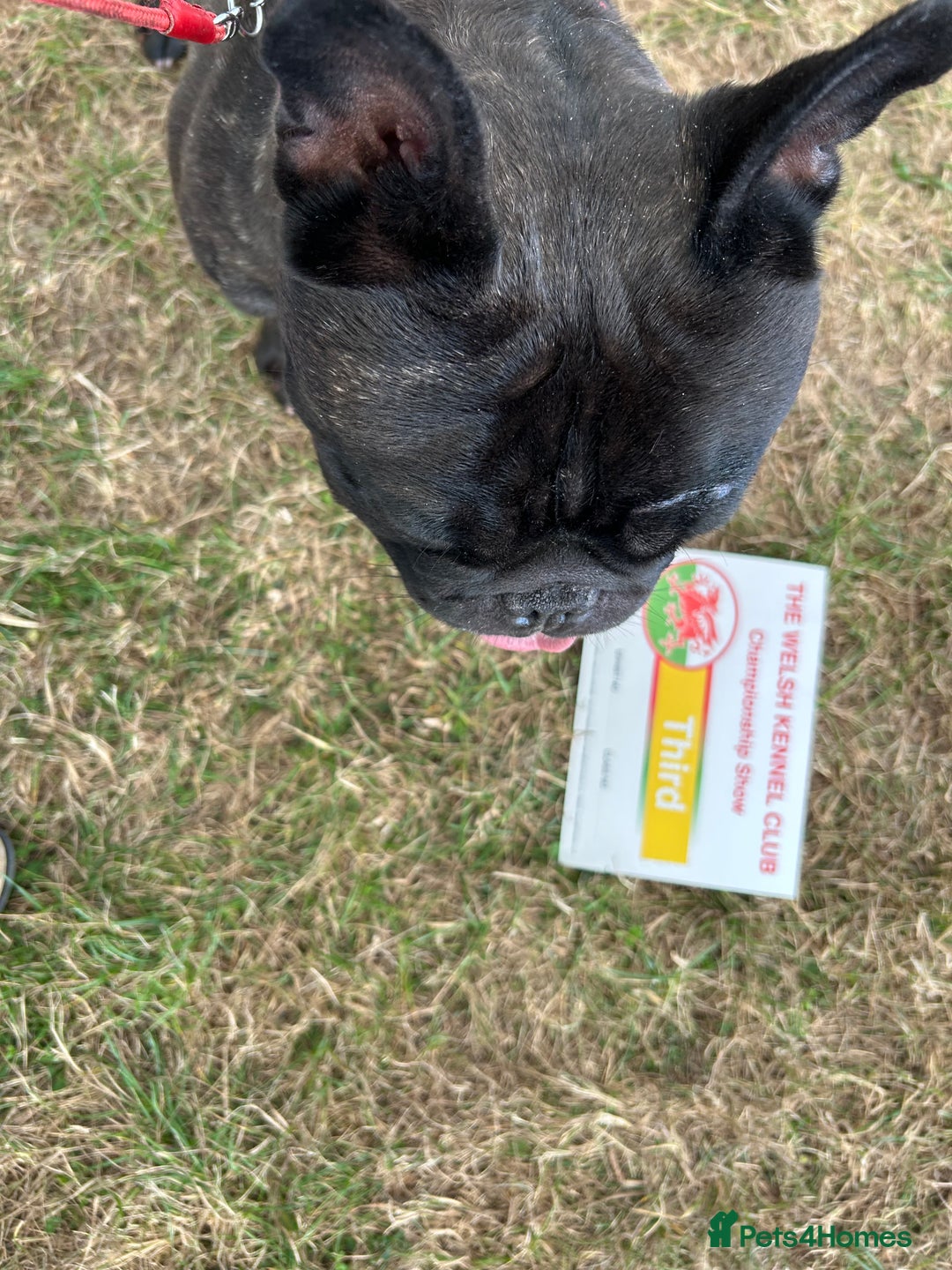 French Bulldog dogs for stud: KC SILVER HEALTH TESTED CRUFTS QUALIFIED STUD - Image 1