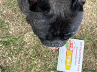 French Bulldog dogs KC SILVER HEALTH TESTED CRUFTS QUALIFIED STUD - Advert 2