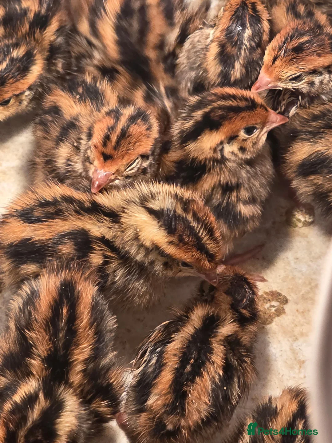 Quail poultry for sale: Quail eggs and quail chicks  - Advert 4
