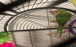 Ringnecks birds for sale: Female ring neck parrot  - Advert 2