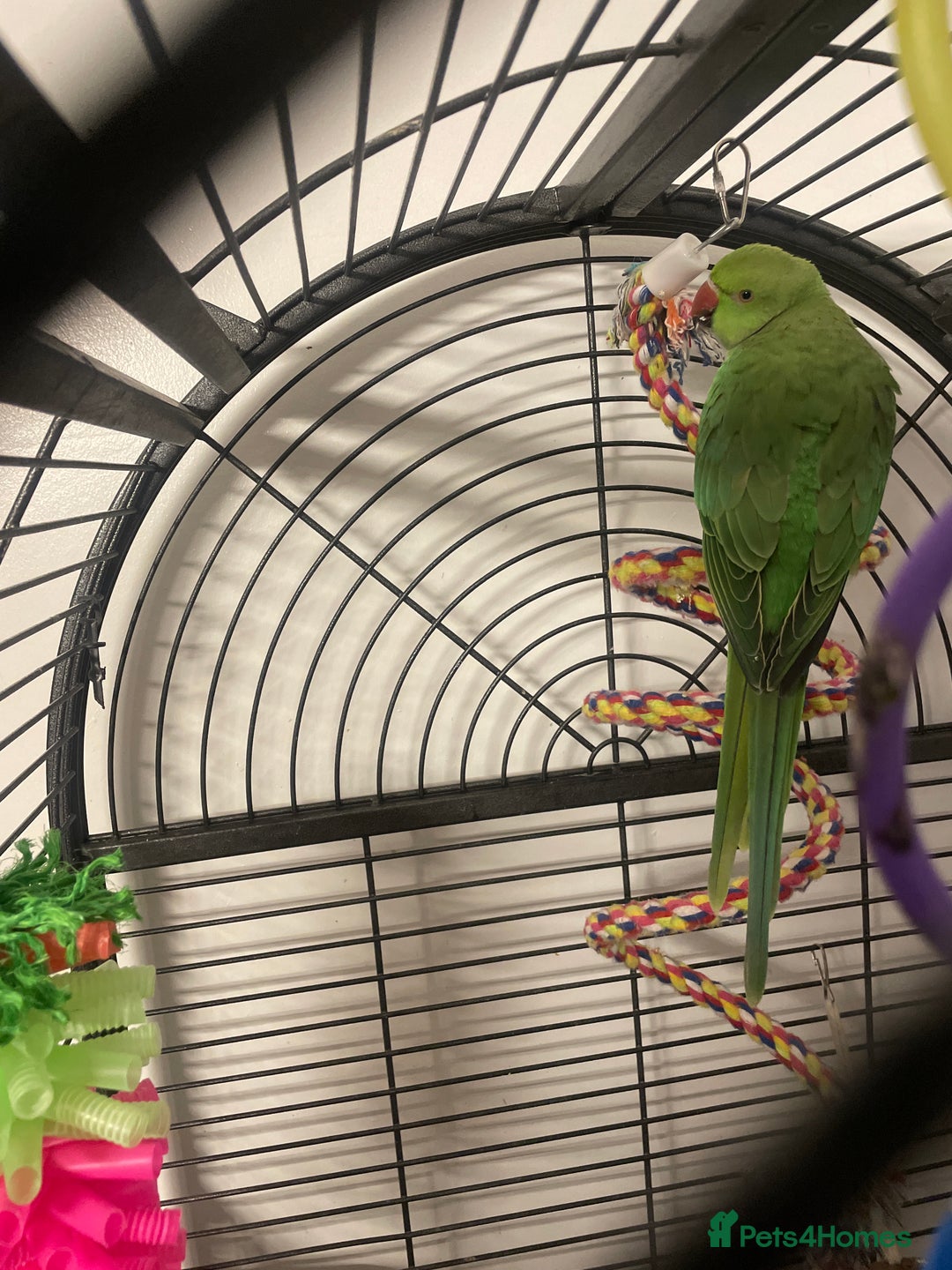 Ringnecks birds for sale: Female ring neck parrot  - Advert 2