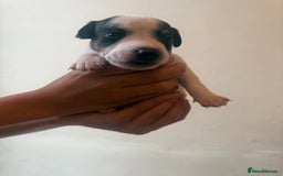 Jack Russell dogs for sale: Beautiful Jack Russell Litter - Image 20