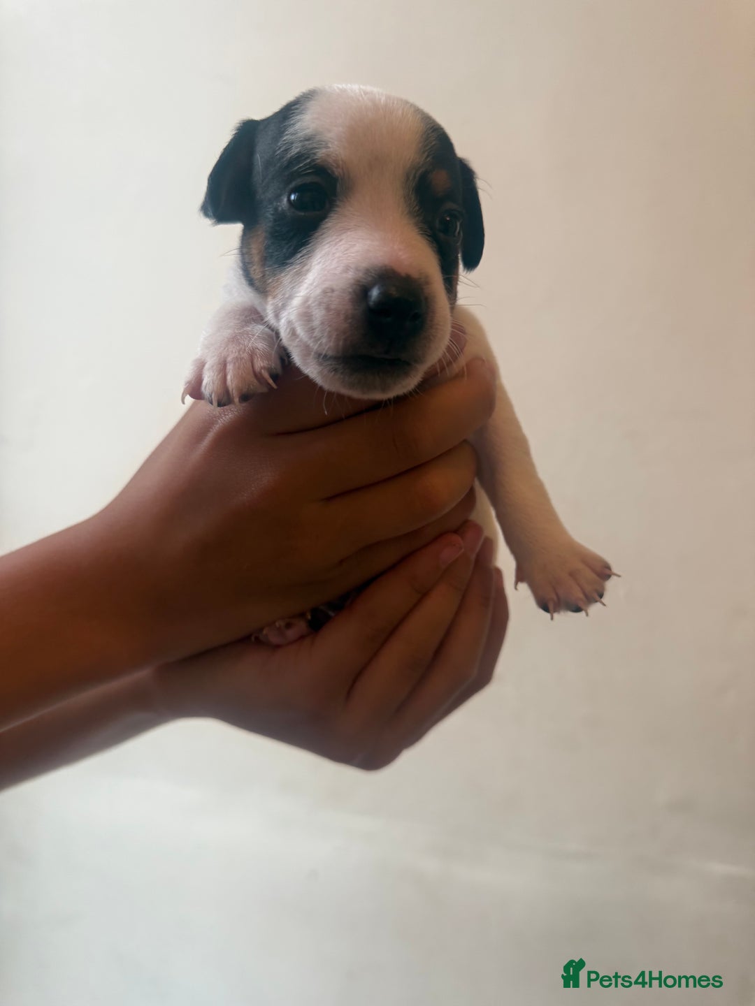 Jack Russell dogs for sale: Beautiful Jack Russell Litter - Image 20