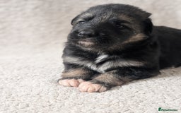German Shepherd dogs for sale: 💛 German Shepherd Puppies – Full Pedigree Parents - Image 18