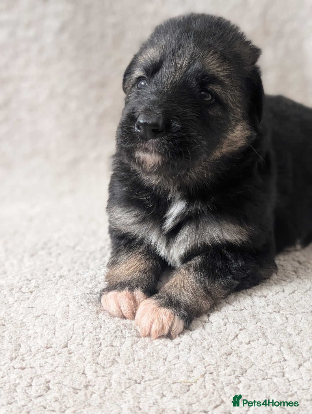 German Shepherd dogs for sale: 💛 German Shepherd Puppies – Full Pedigree Parents - Image 18