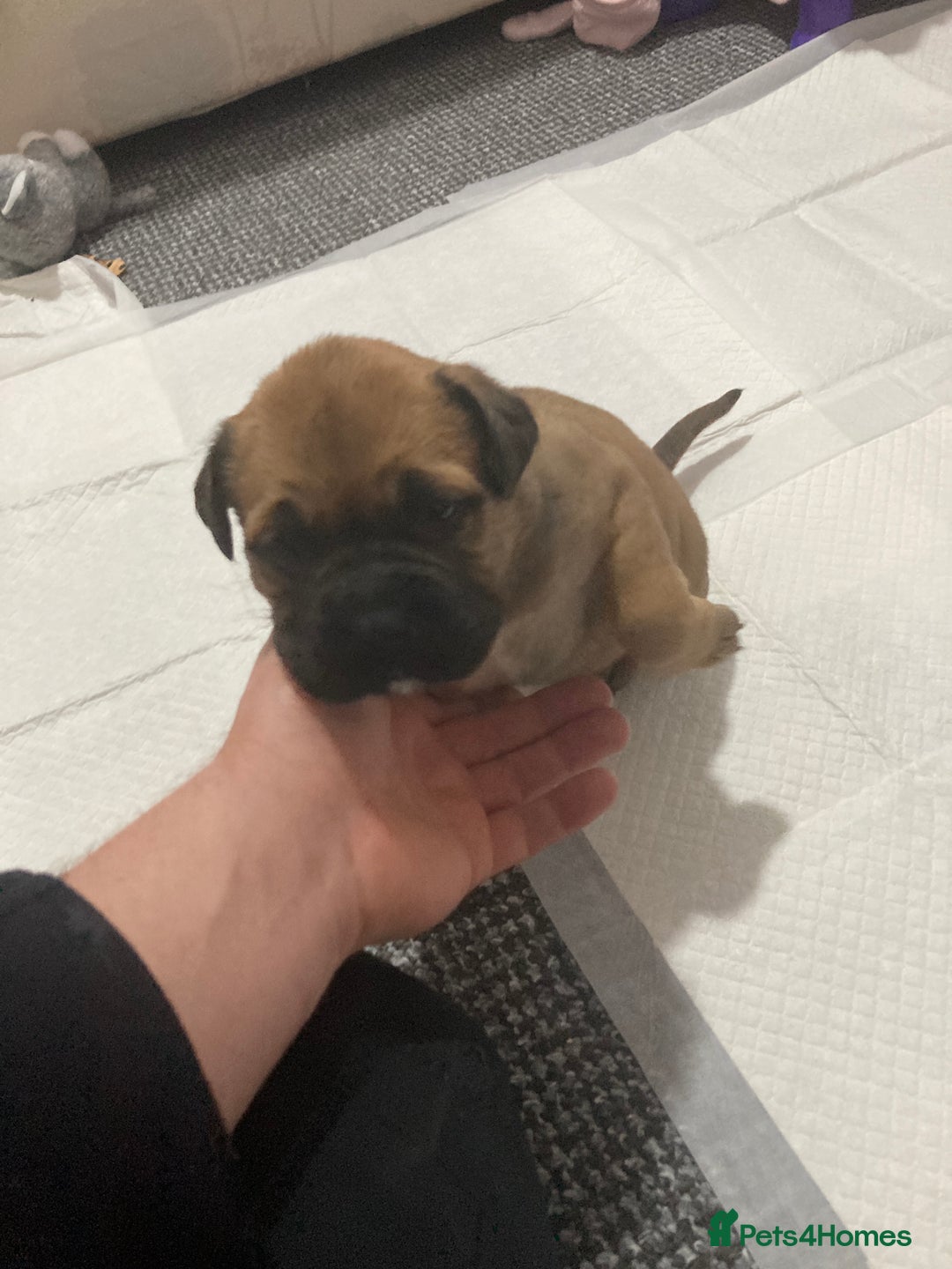 Bullmastiff dogs for sale: Bullmastiff puppies for sale - Advert 7