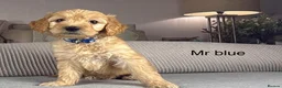 Goldendoodle dogs for sale: BEAUTIFUL HEALTHY LOVING PUPPIES  - Advert 29