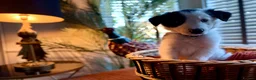 Border Collie dogs for sale: Pure breed Border Collies short and long hair - Advert 3
