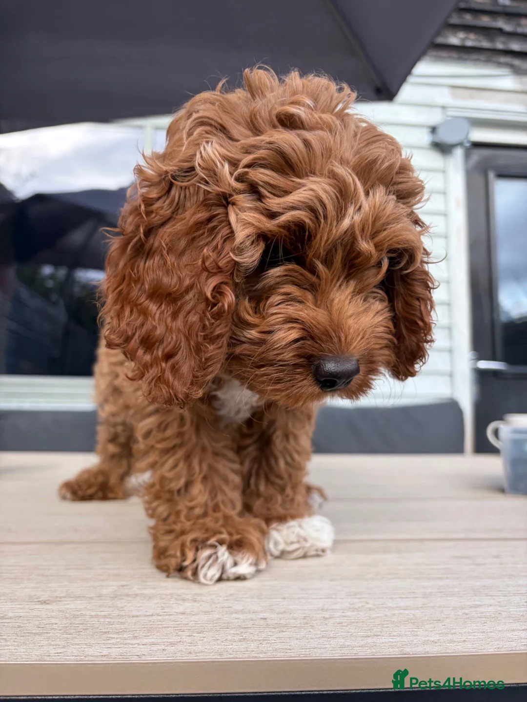 Cavapoo dogs for sale: Retuned home to us  - Advert 2