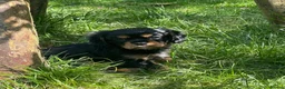 Cavalier King Charles Spaniel dogs for sale: Quality Cavalier King Charles puppy  - Advert 8