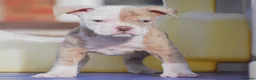 Olde English Bulldogge dogs for sale: DONT LET YOUR DREAMS JUST BE DREAMS  - Advert 3