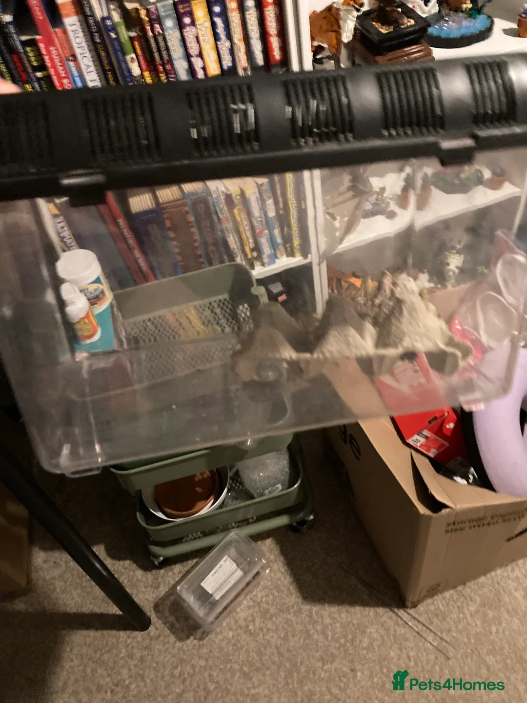 Chameleon reptiles for sale: Very friendly Yemen chameleon full setup - Advert 4