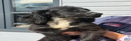 Cocker Spaniel dogs for sale: Reduced, and ready to go! - Advert 4