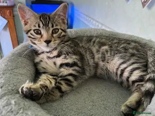 Bengal cats Ready Now!! Beautiful Bengal / Ragdoll Cross - Advert 13