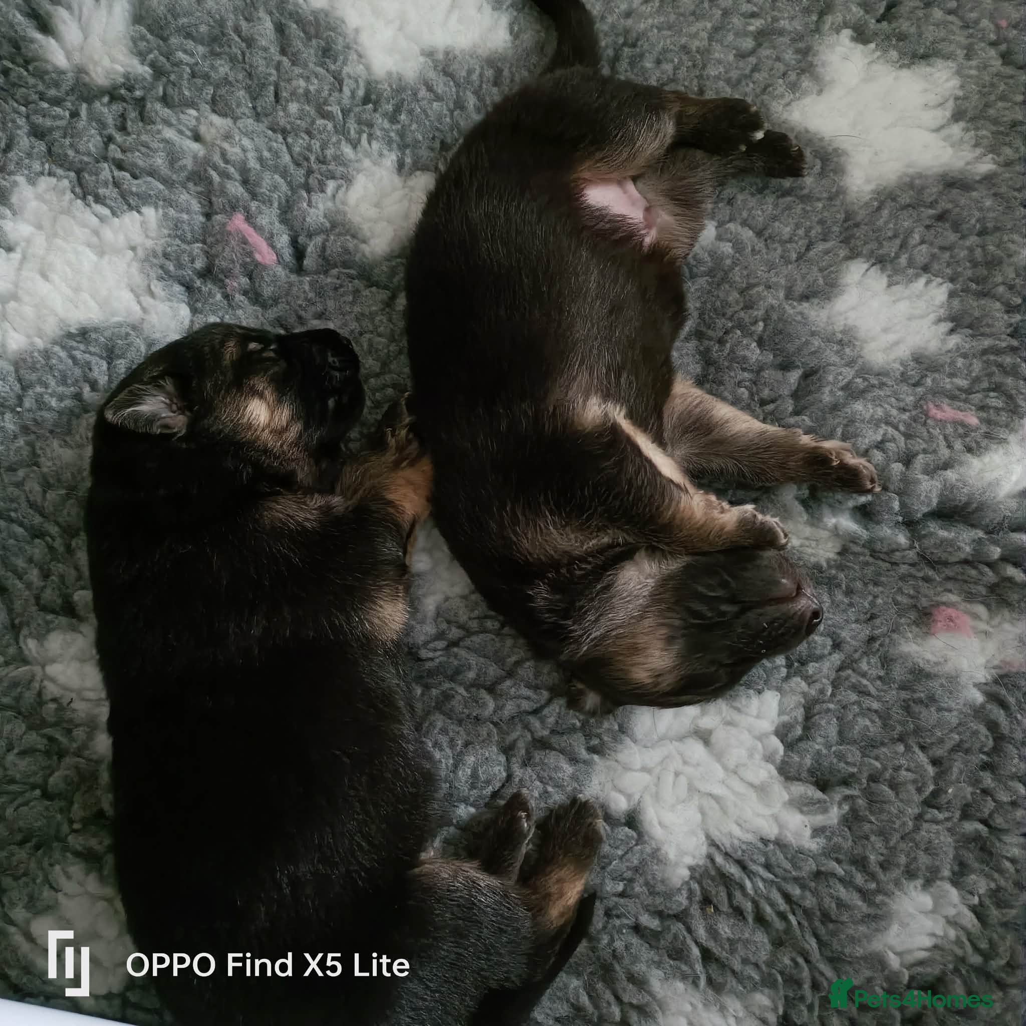 German Shepherd dogs German shepherd puppies - Advert 15