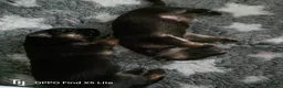 German Shepherd dogs for sale: German shepherd puppies long hair… - Advert 8