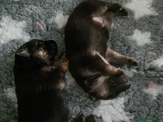 German Shepherd dogs German shepherd puppies - Advert 15