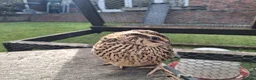 Quail poultry for sale: Quail . Japanese coturnix quail - Advert 2