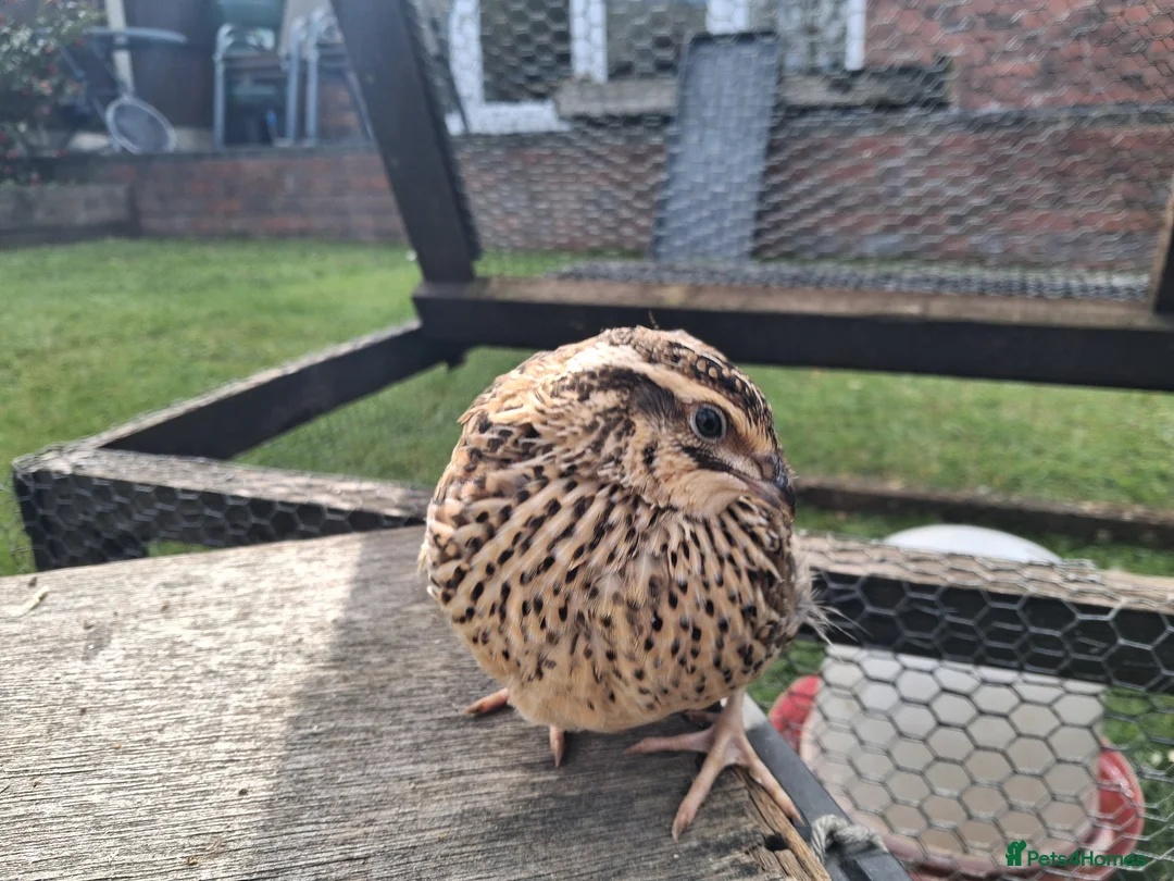 Quail poultry for sale: Quail . Japanese coturnix quail - Advert 2