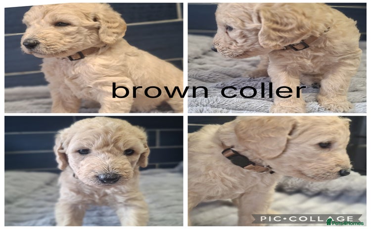 Labradoodle dogs - Advert 3
