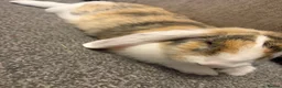 Mixed Breed rabbits for sale: 9 month old rabbit  - Advert 3