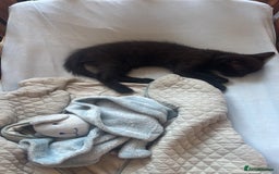 Mixed Breed cats for sale: Beautiful 4 month ghost tabby for sale  - Image 3