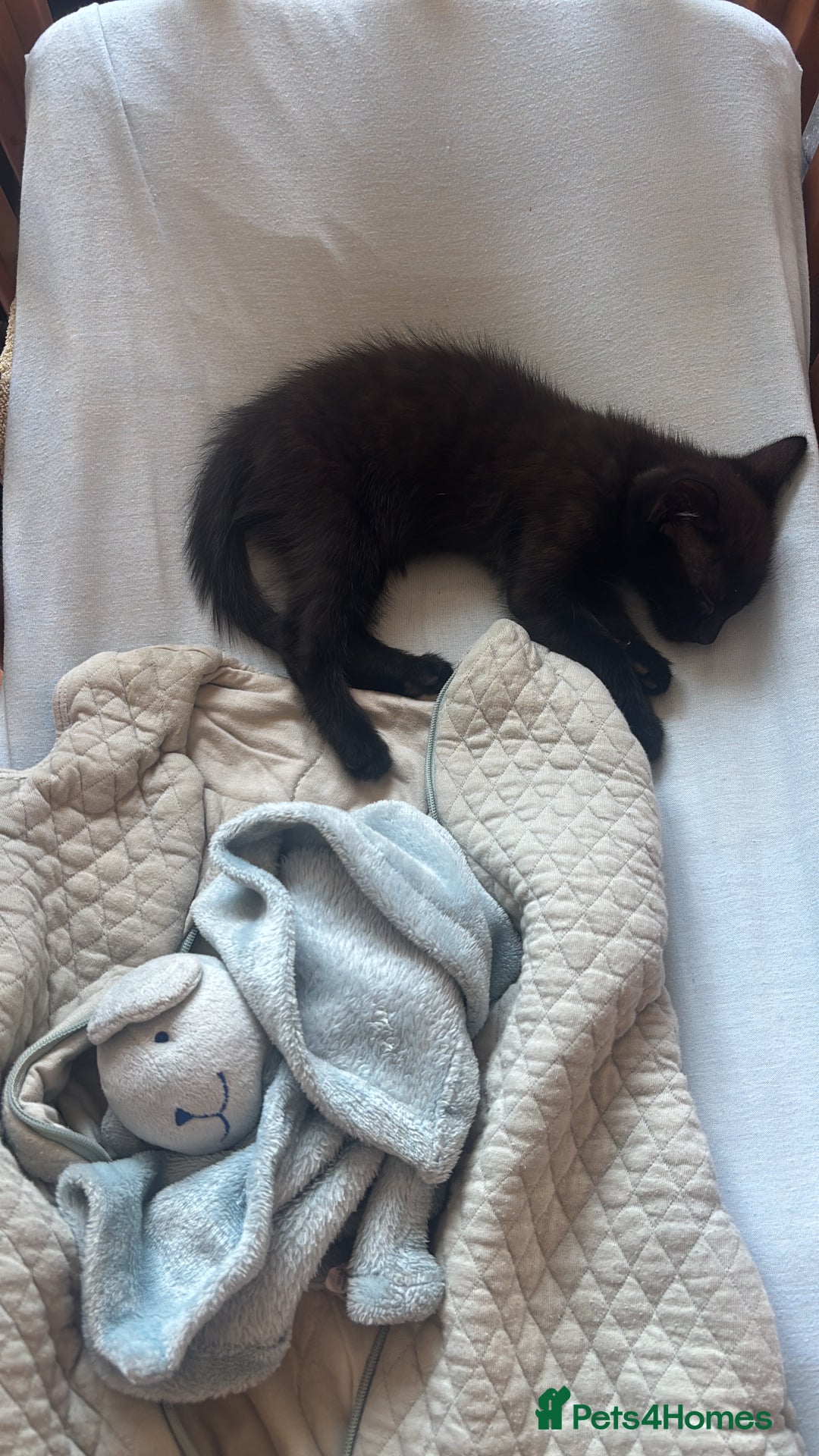 Mixed Breed cats for sale: Beautiful 4 month ghost tabby for sale  - Image 3