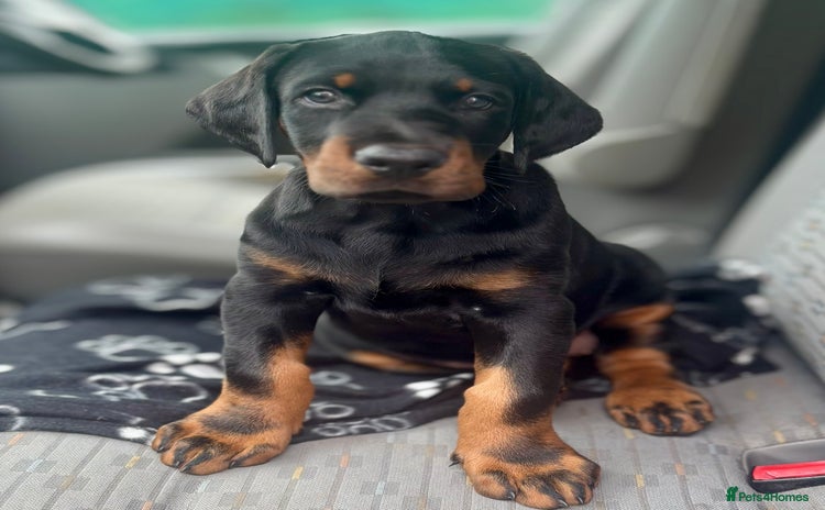 Dobermann dogs for sale - Advert 1